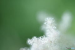 「雪の華」