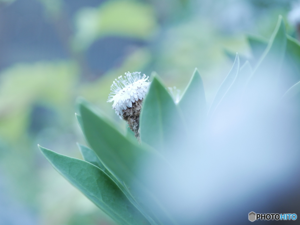 「Globularia 」