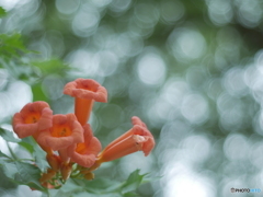 「Chinese trumpet vine」