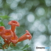 「Chinese trumpet vine」