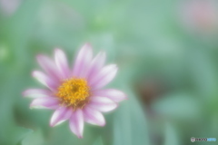 「Zinnia」