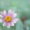「Zinnia」