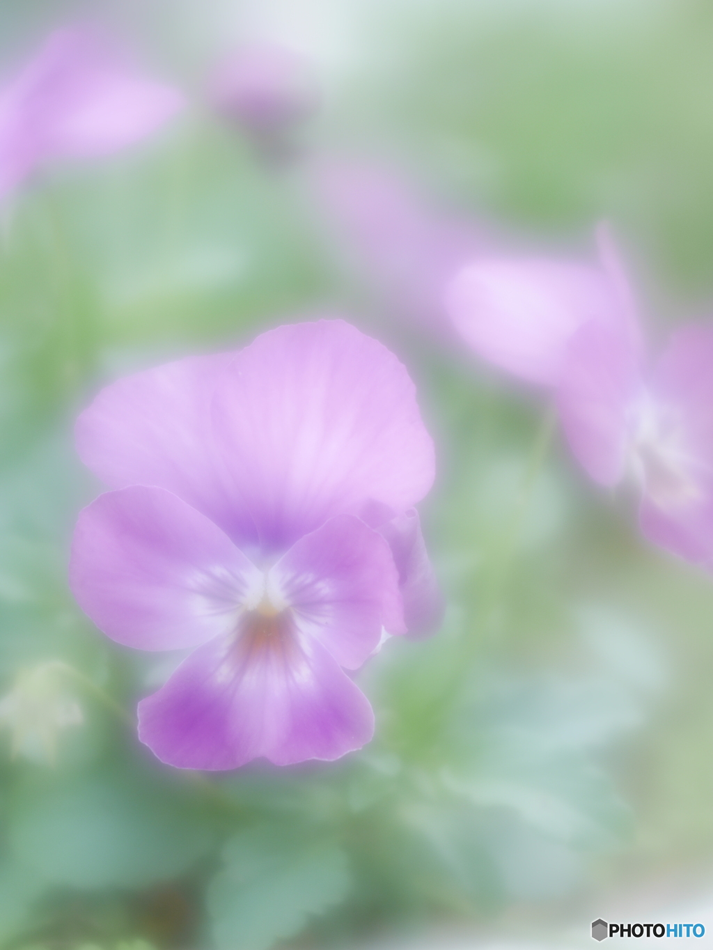 「Viola」