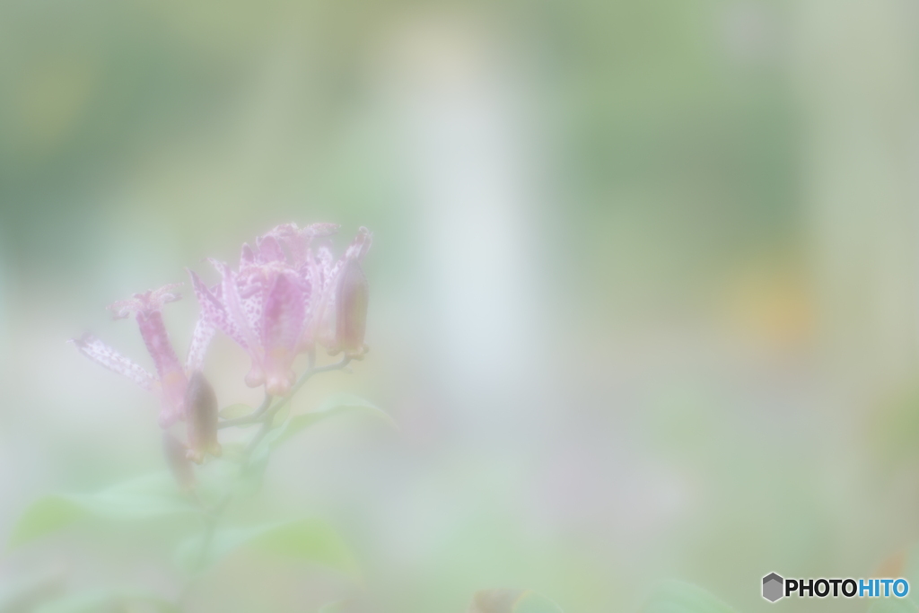 「秘めた意志」