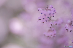 「Erica」