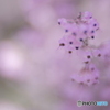 「Erica」