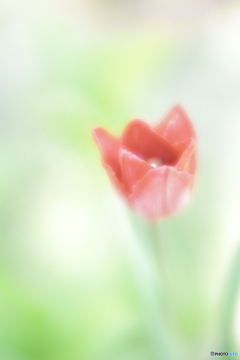 「茎消しの術」