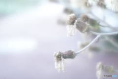 「Final」