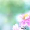 「百日草」