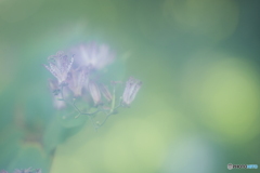 「秘めた意志」