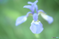 「Siberian iris」