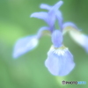 「Siberian iris」