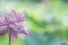 「・・・染まらず」