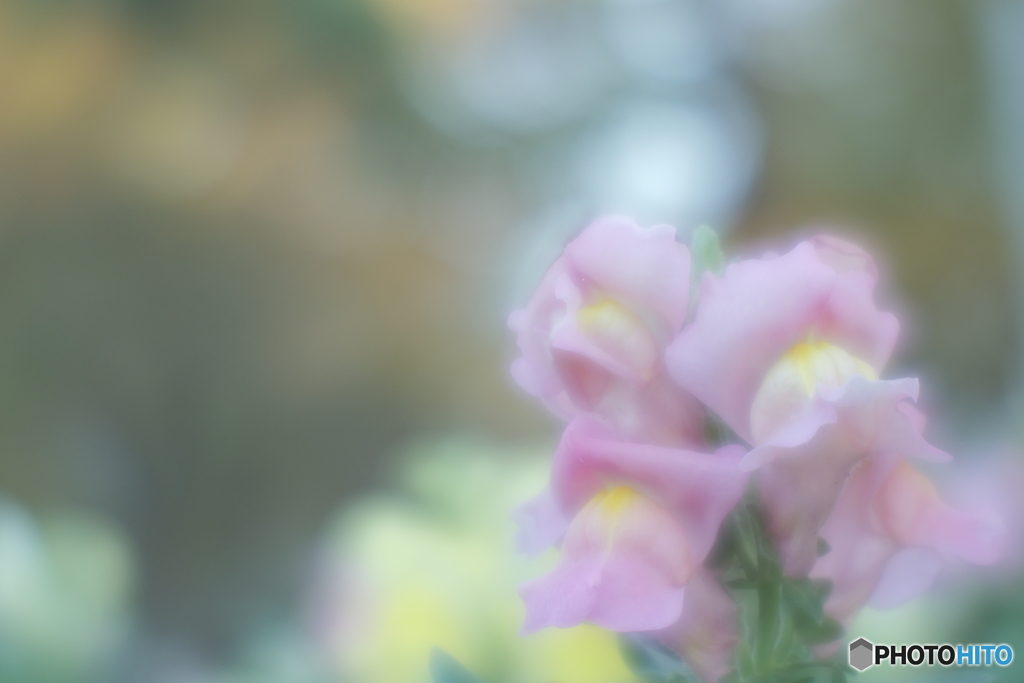 「花壇を彩る・・・」