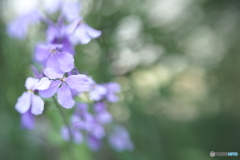 「紫花名」