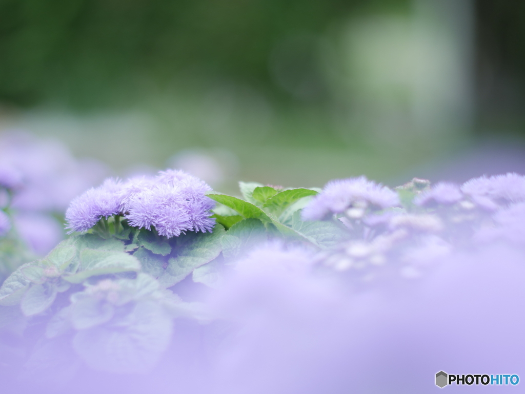 「藿香薊」