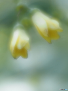 「滲む・・・」