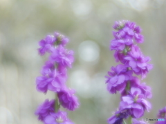 「紫羅欄花」