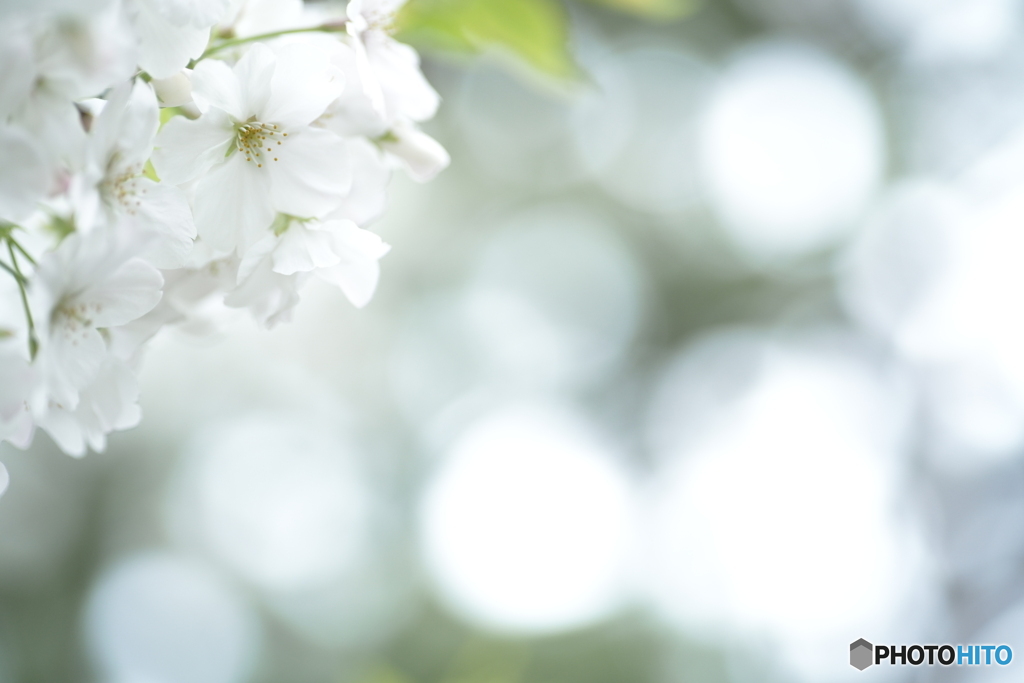 「白い花」