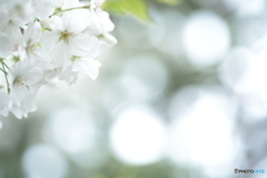 「白い花」