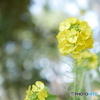 「花菜」