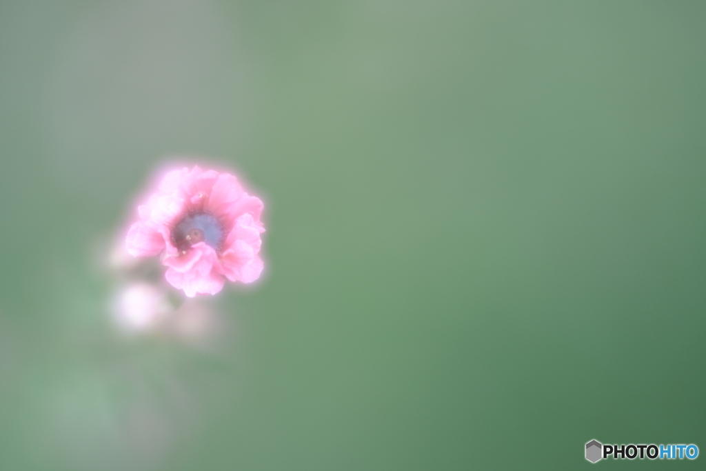 「Manuka」