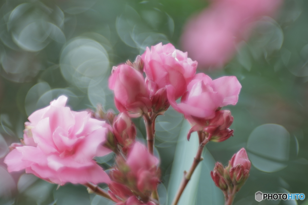 「Oleander」