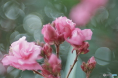 「Oleander」