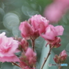 「Oleander」