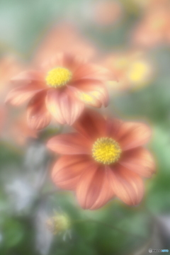 「冬の彩り」