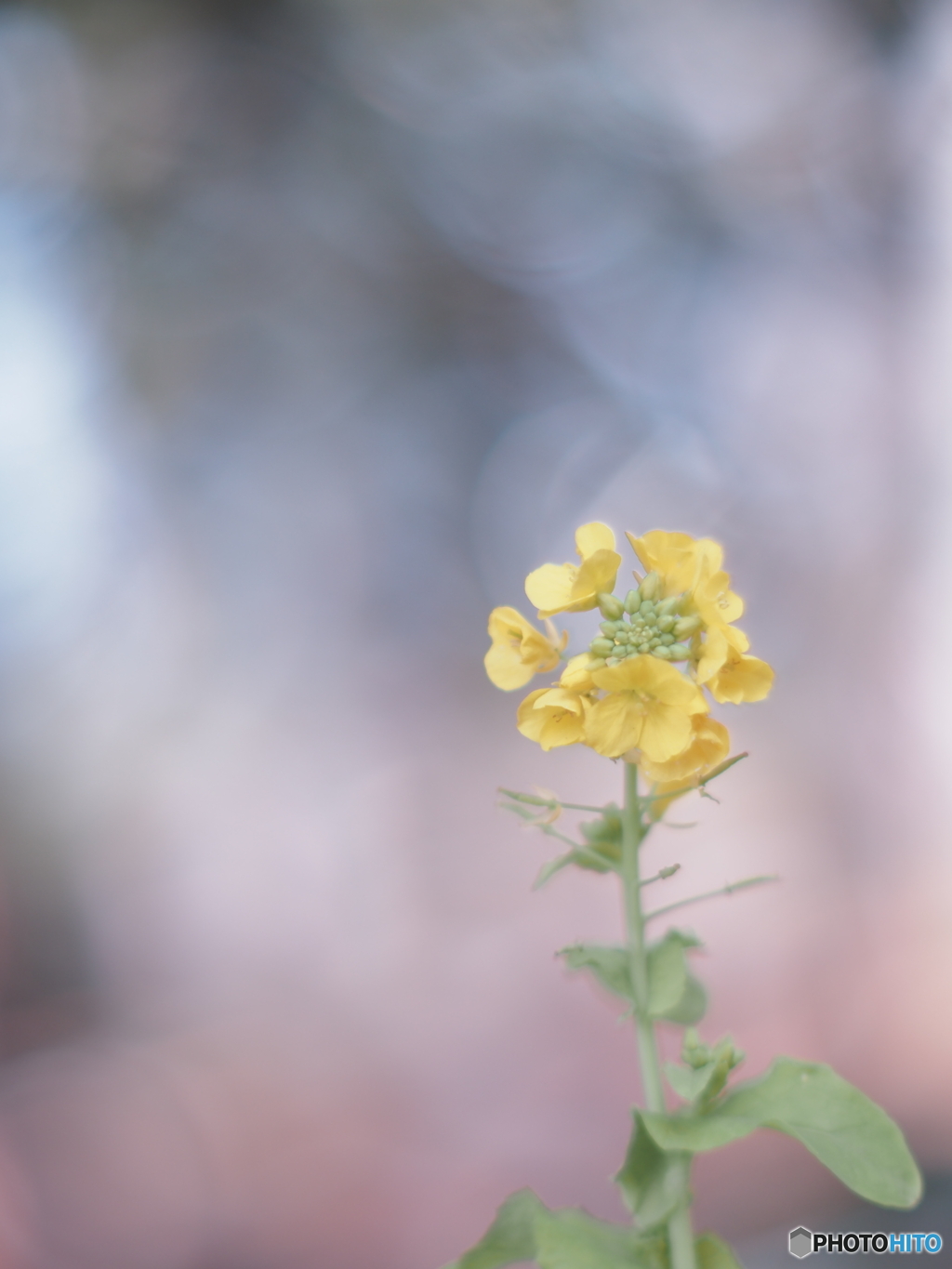 「花菜」