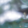 「季節の華・・・」