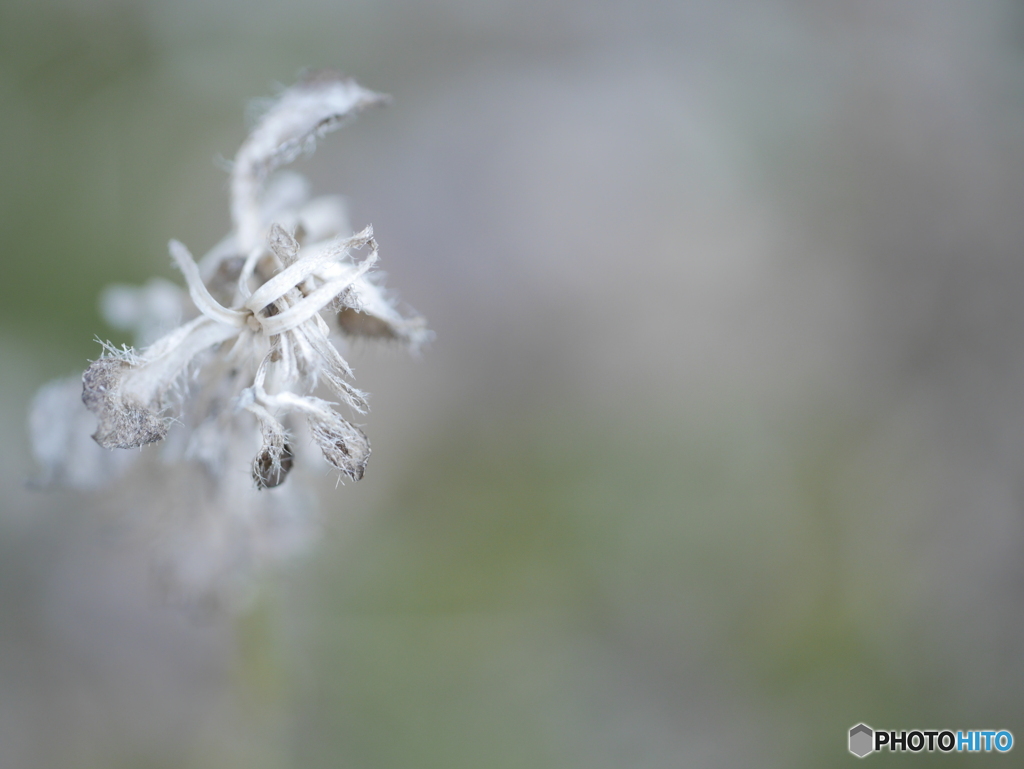 「鈴虫花」