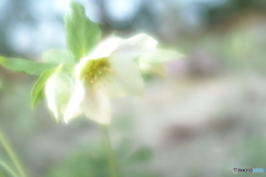 「Christmas rose」