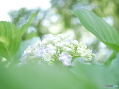 「渦紫陽花」