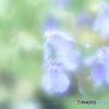 「癒し」