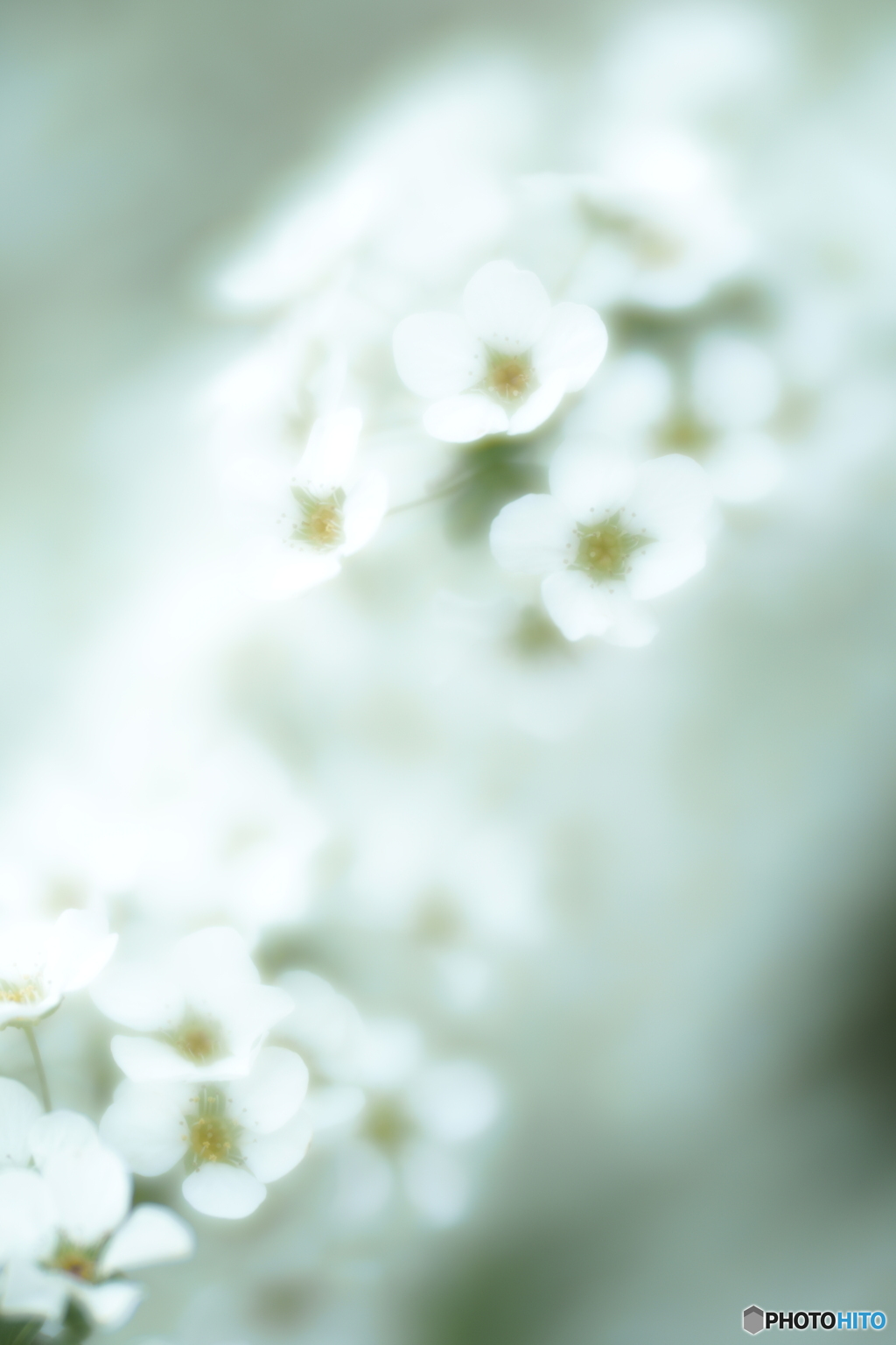 「Velvet 」