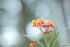 「Asclepias」 「Asclepias」