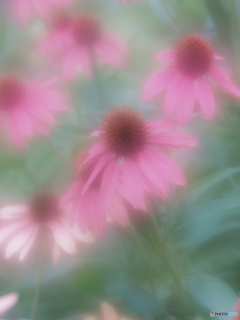 「Echinacea」