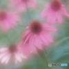「Echinacea」