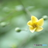 「天涯の花 2022」