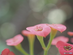 「花麒麟」