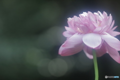 「・・・泥に」