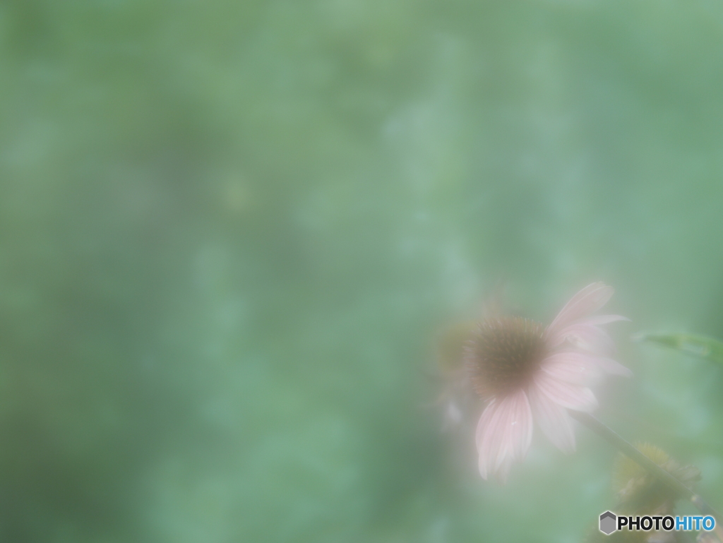 「Echinacea purpurea」