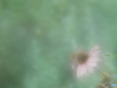 「Echinacea purpurea」
