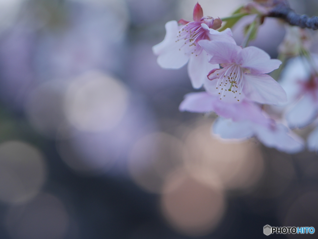 「河津桜 」