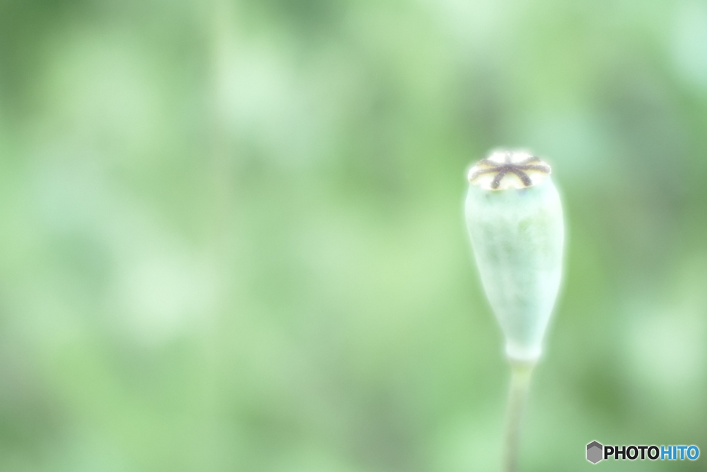 「長実雛芥子」