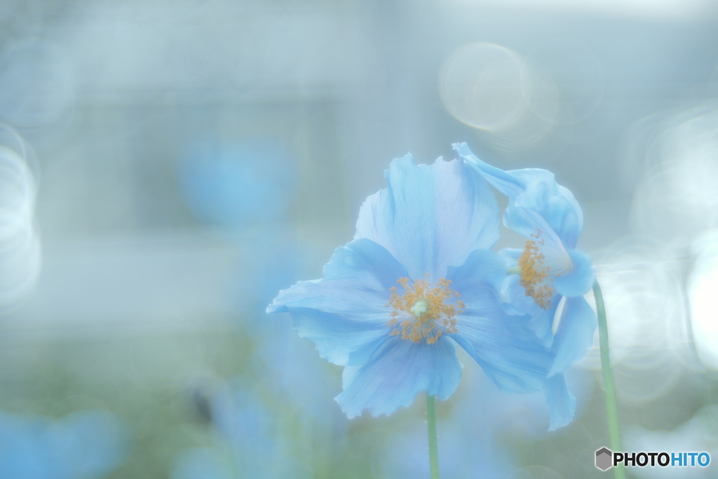 「Meconopsis」