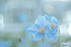 「Meconopsis」