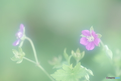「ゲンノショウコ-Ⅱ」
